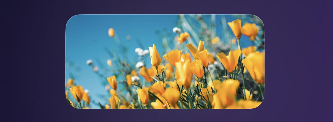 WidgetScreen Photos widget displaying yellow flowers against a blue sky